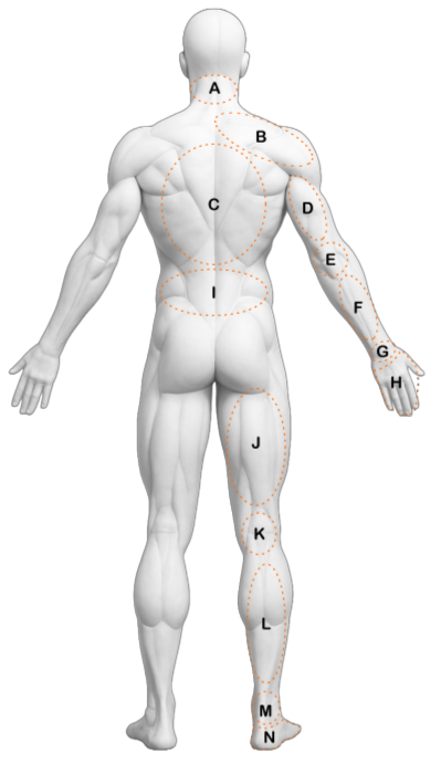 Body Diagram